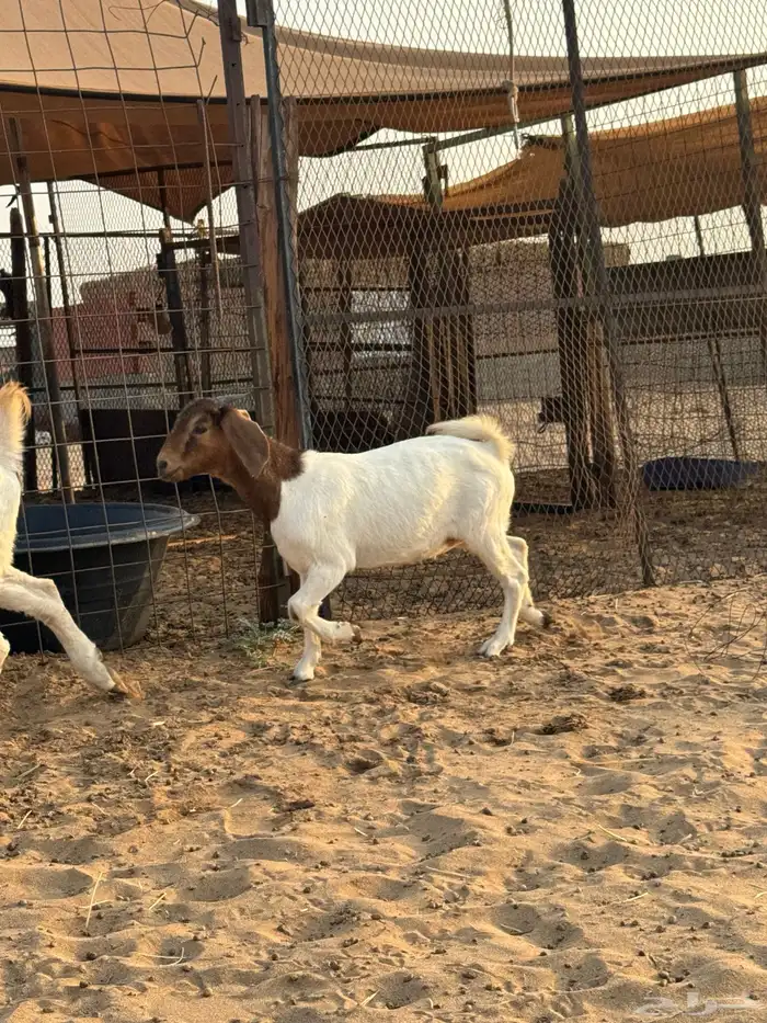 عنز بورقوت دم صافي متبع بجفره عمرها 4 شهور تقريبا 1