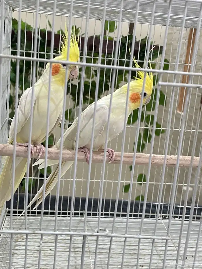 طير واحد فقط بأدواته كاملة 13