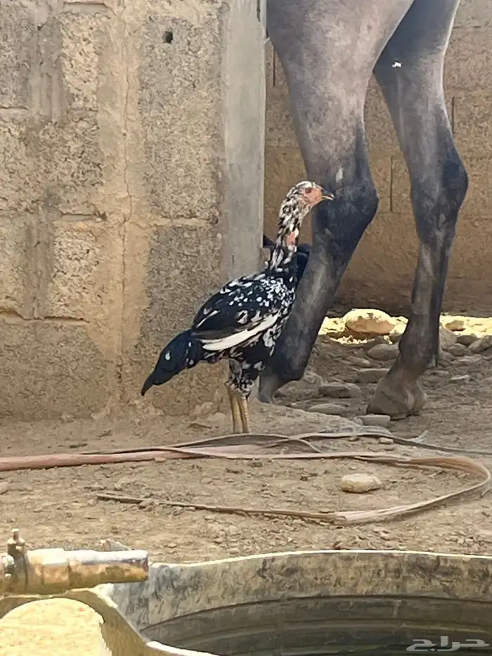 دجاج باكستاني دم صافي 2