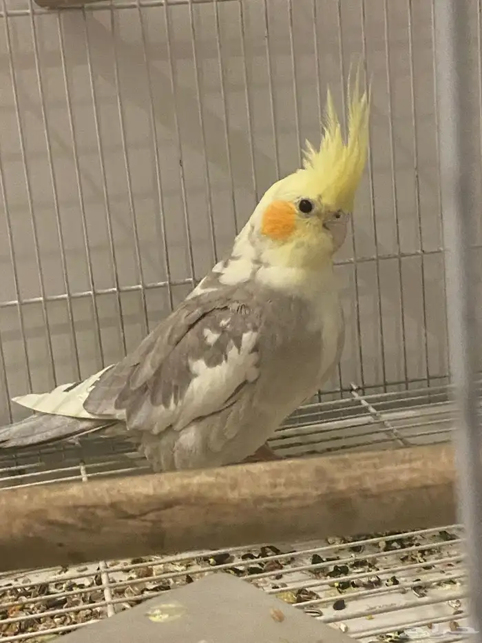 زوج كروان منتج نص ولافه 3