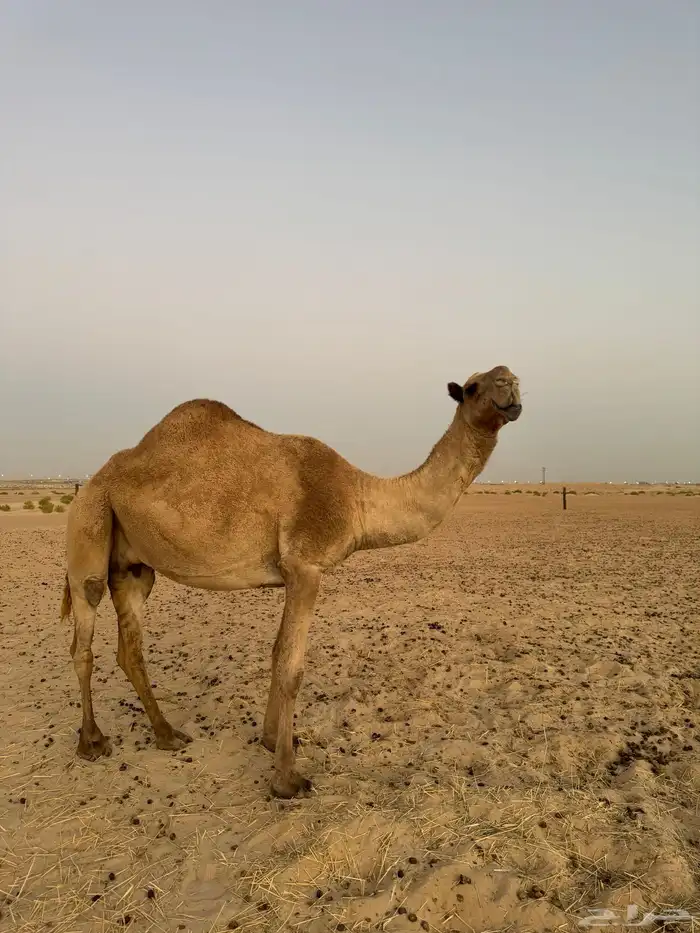 ناقه 2