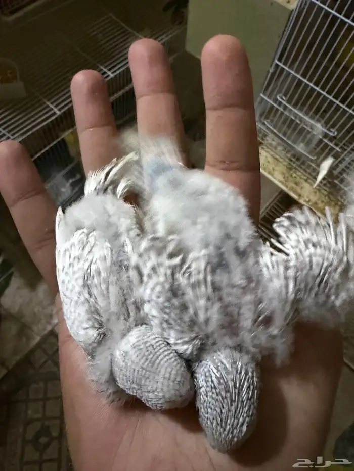 فروخ بادجي 3