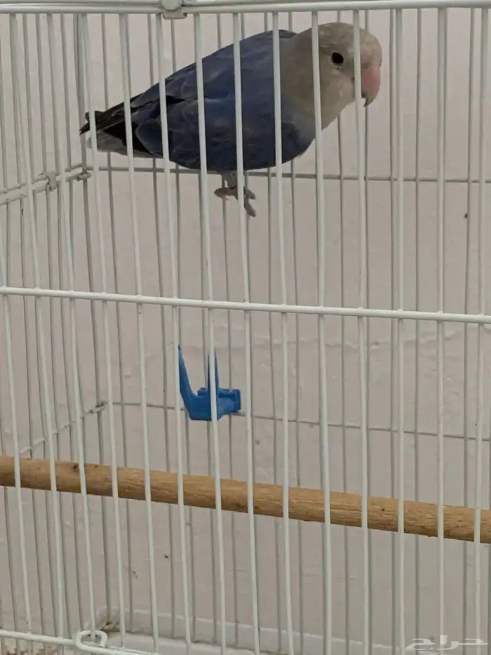 فرخ روز اليف 0