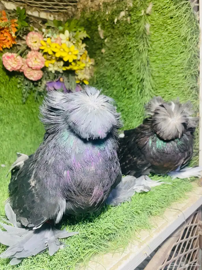 للبيع طبه بخاره اخر 4 ريش 4