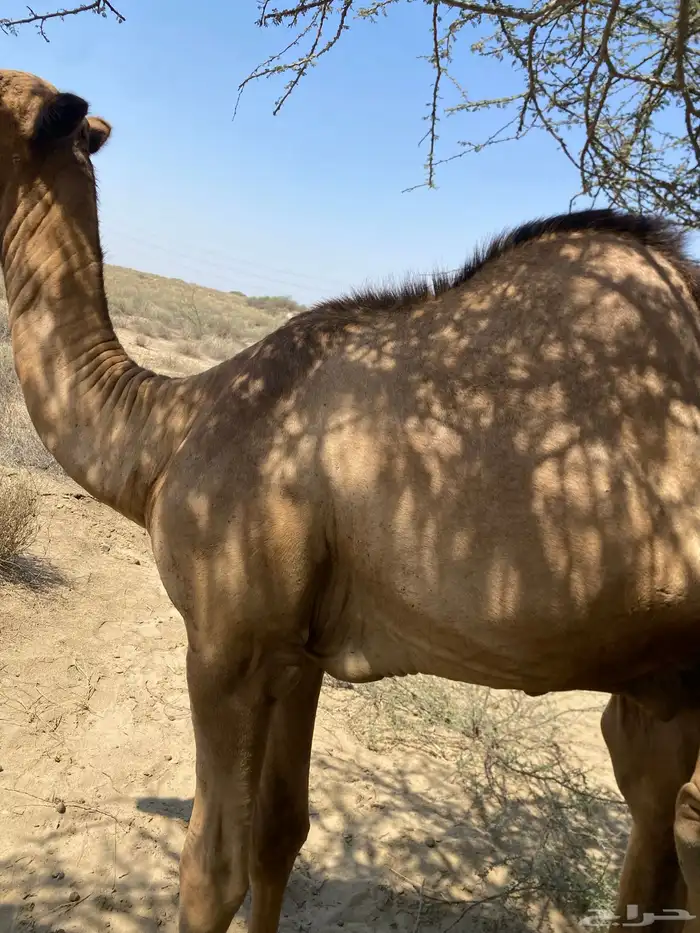 اثنين قعدان اوارك اعمارهم 8 اشهر 5