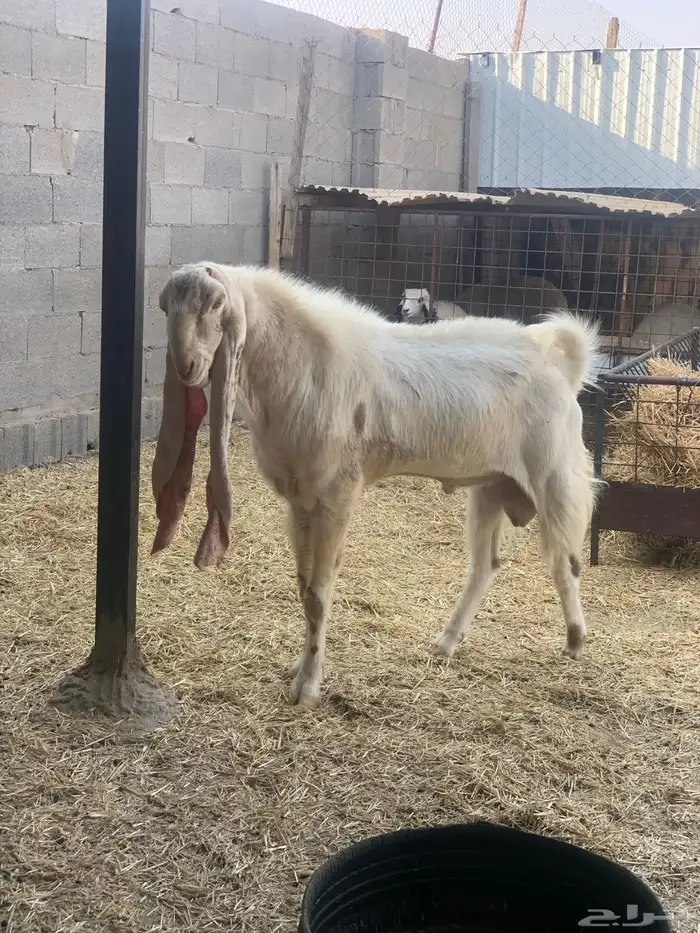 معزا هولنديه مطوره 6