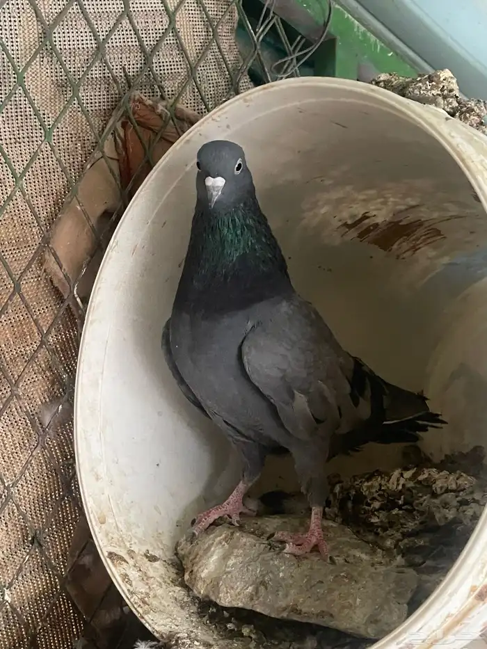 حمام باكستاني قولدن 23