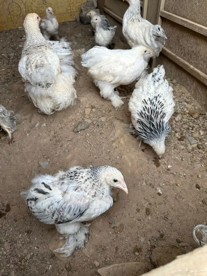صوص براهما كولمبي 4