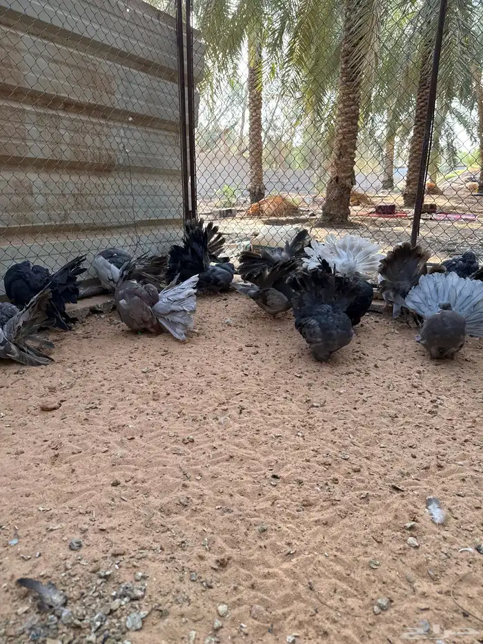 رقاصي هولندي منتج 3