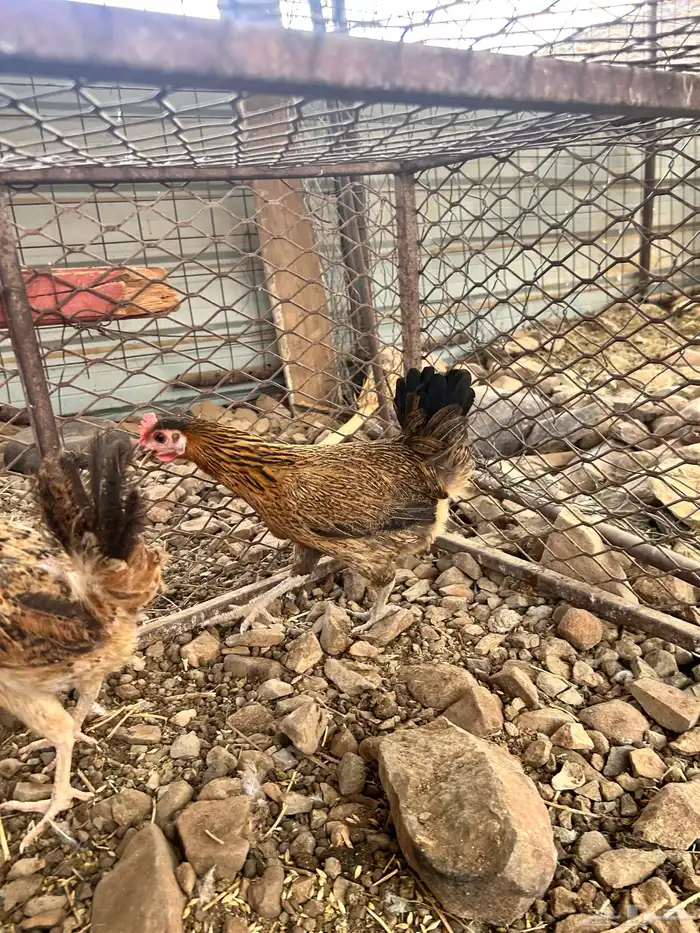 دجاج 4