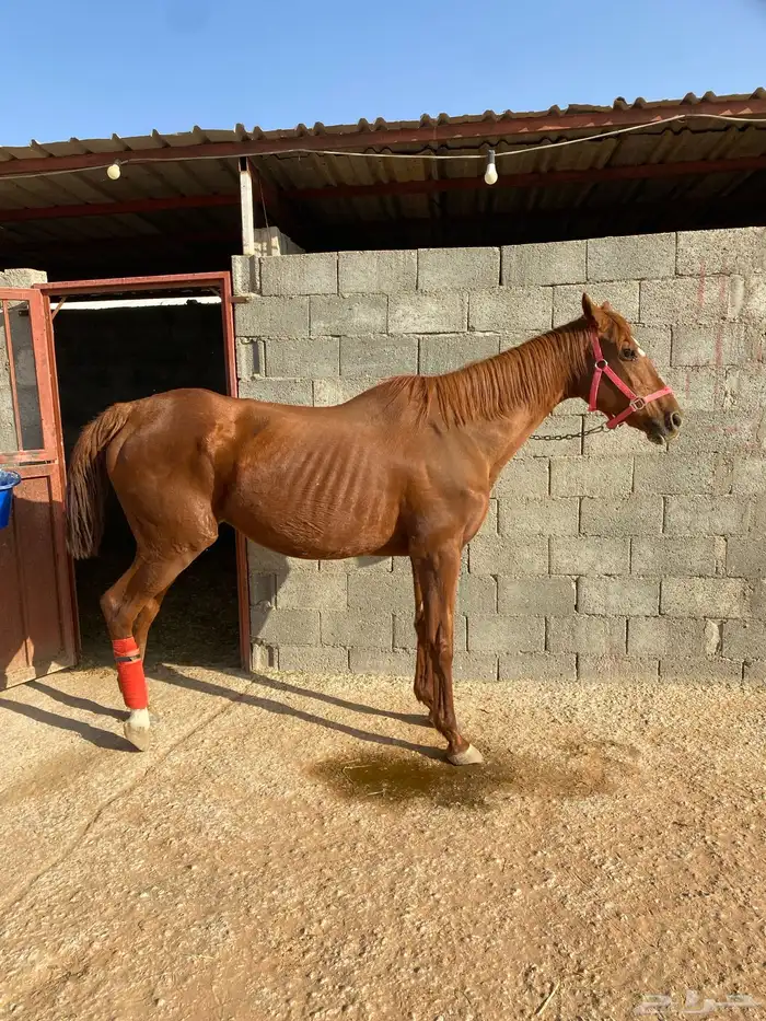 فرس ركوب ( رمكه )منتجه 6