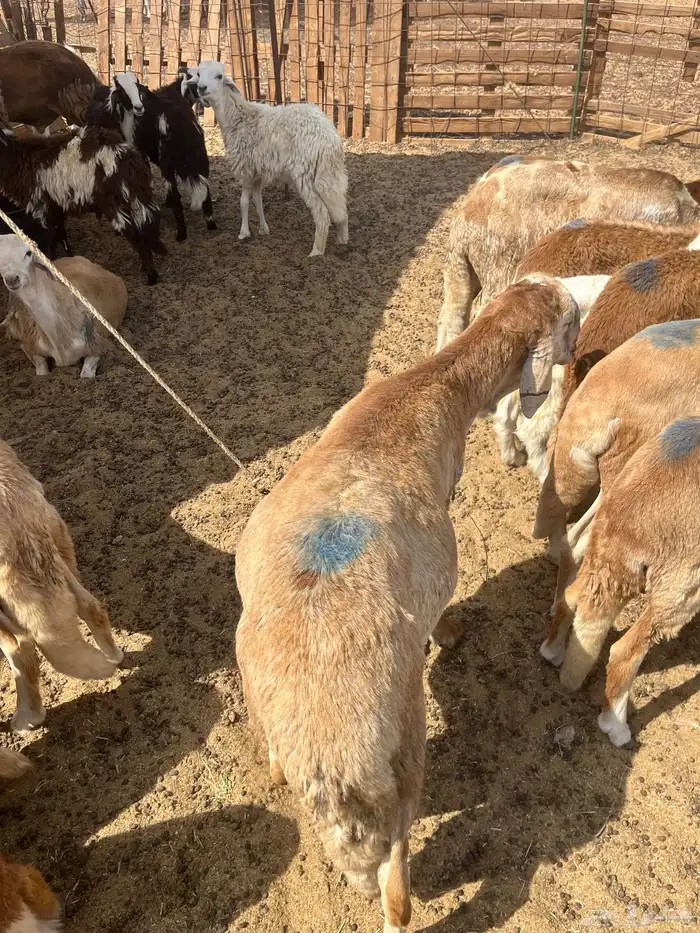 سواكني حمري و سواكني ابيض شبيه الحري 4