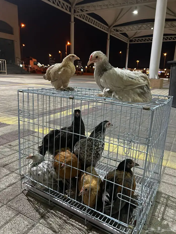 دجاج براهما طقم 3