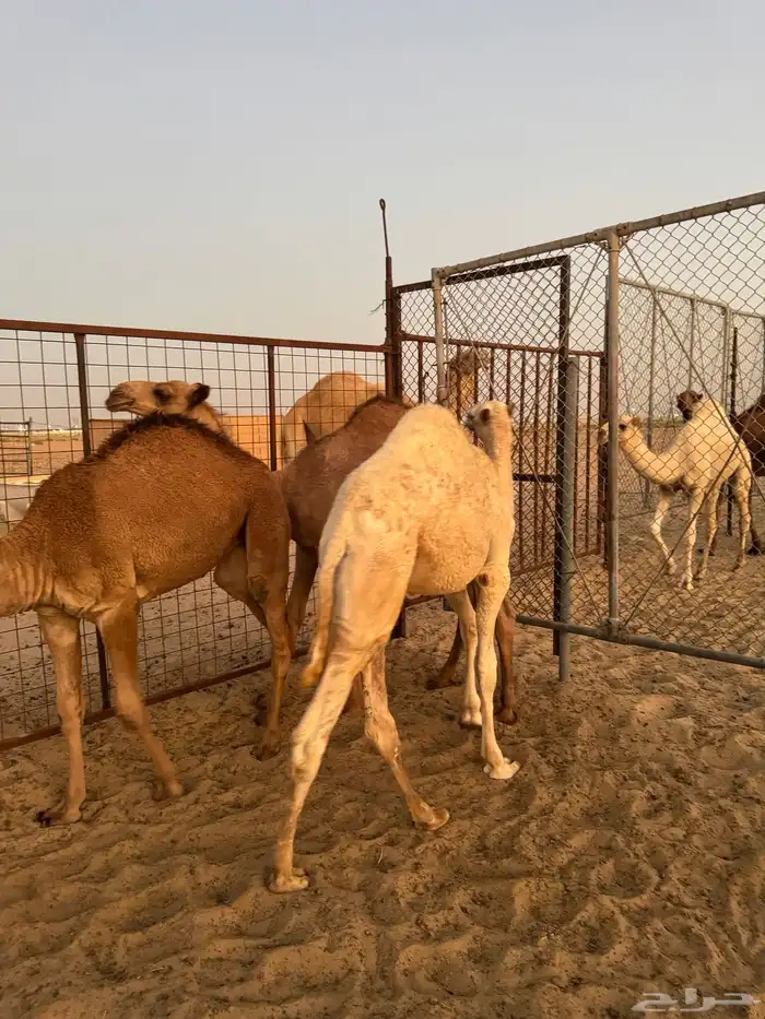 قعدان 9
