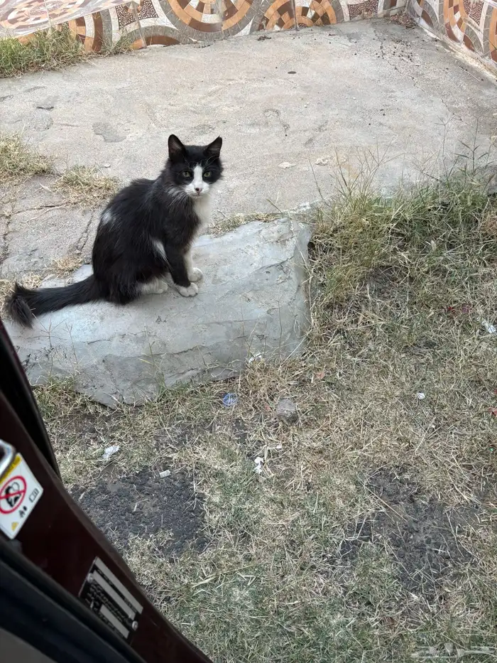 قطه أليفه للتبني تكفووون 1