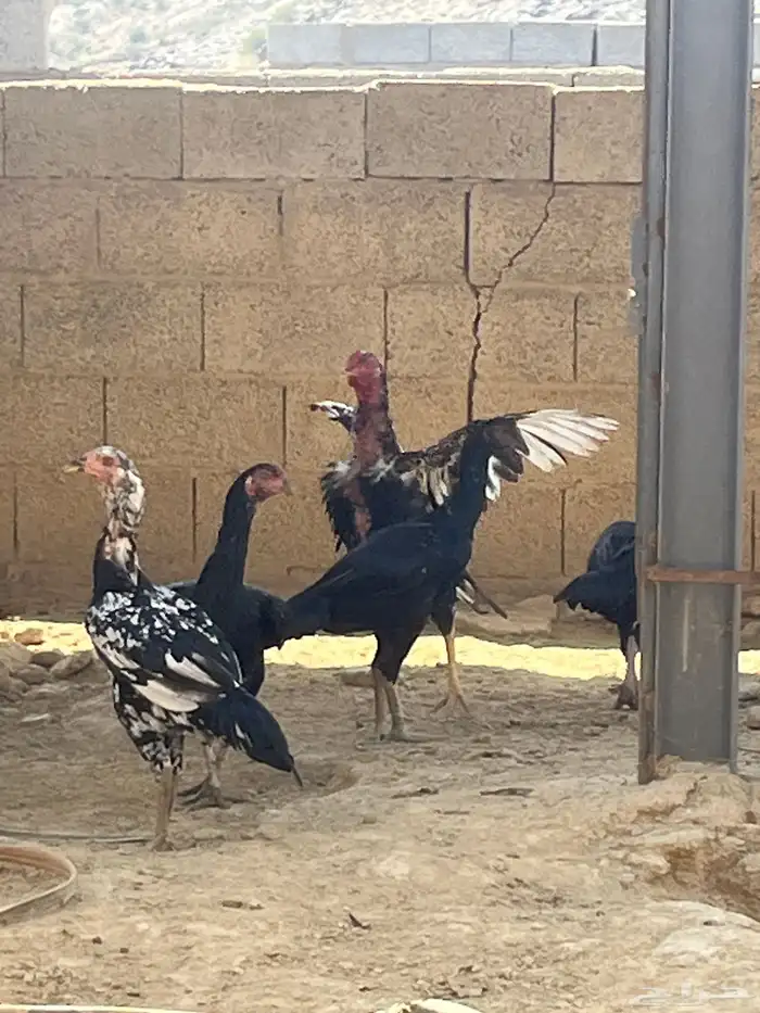 دجاج باكستاني دم صافي 0