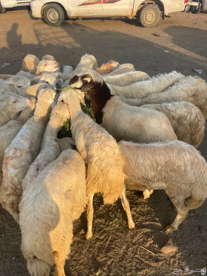 فران ورخيل تربيه 2