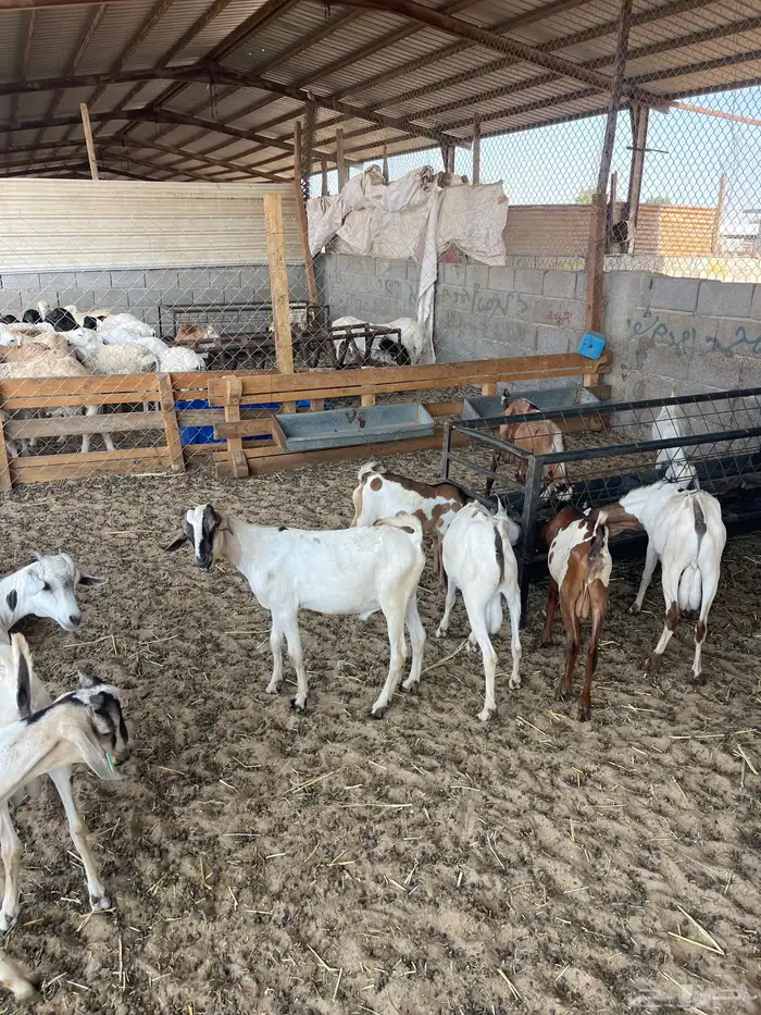 تيوس جذعان ذبايح 0