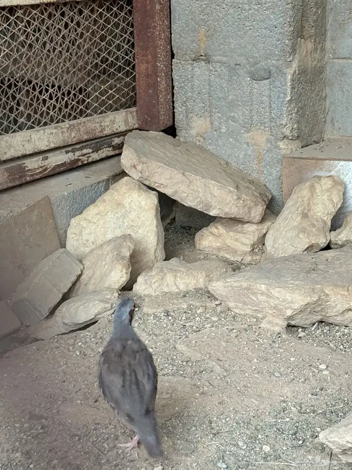 حجل شنير 5