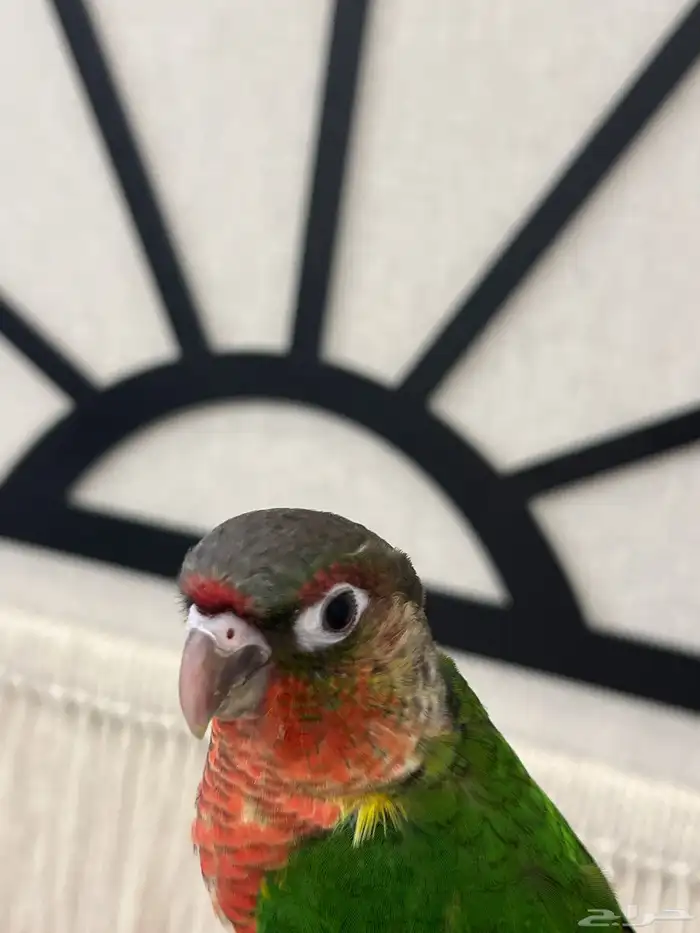 كنيور يلوسايد دبل رد فاكتور رد فيس هدد داخلي وخارجي نهايةغر 3