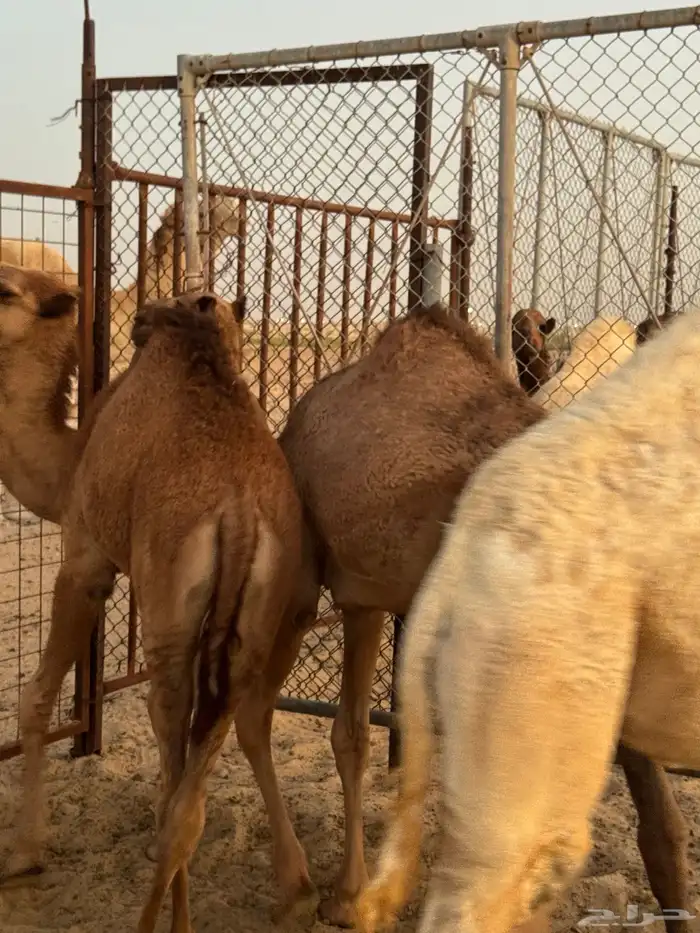 قعدان 1