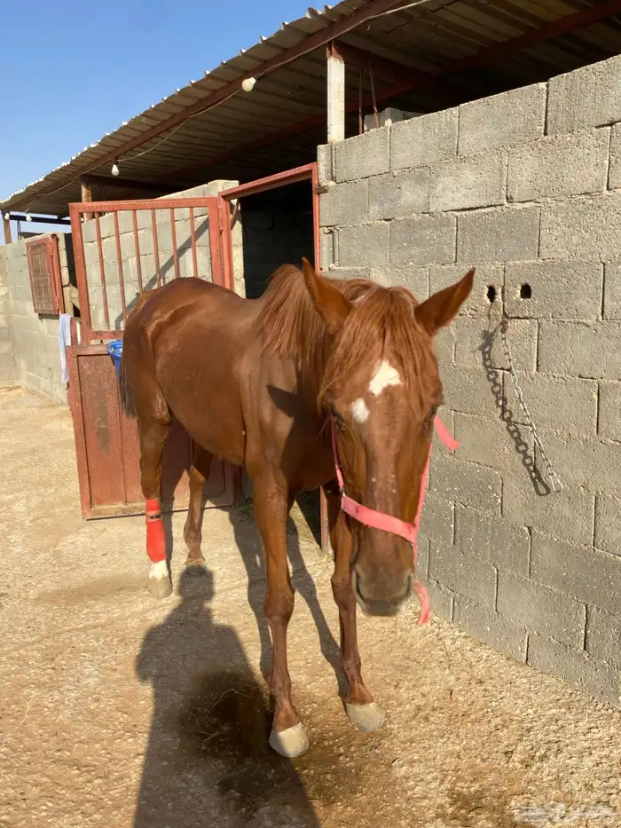 فرس ركوب ( رمكه )منتجه 4