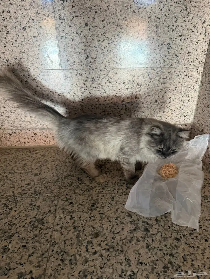 قطط 1