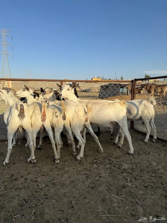 معزا دفع قريبه الولاده 3