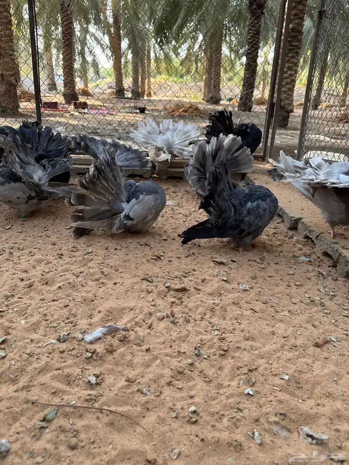 رقاصي هولندي منتج 4