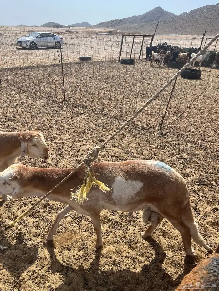 سواكني تربيه جبر حمري وام روابى 8