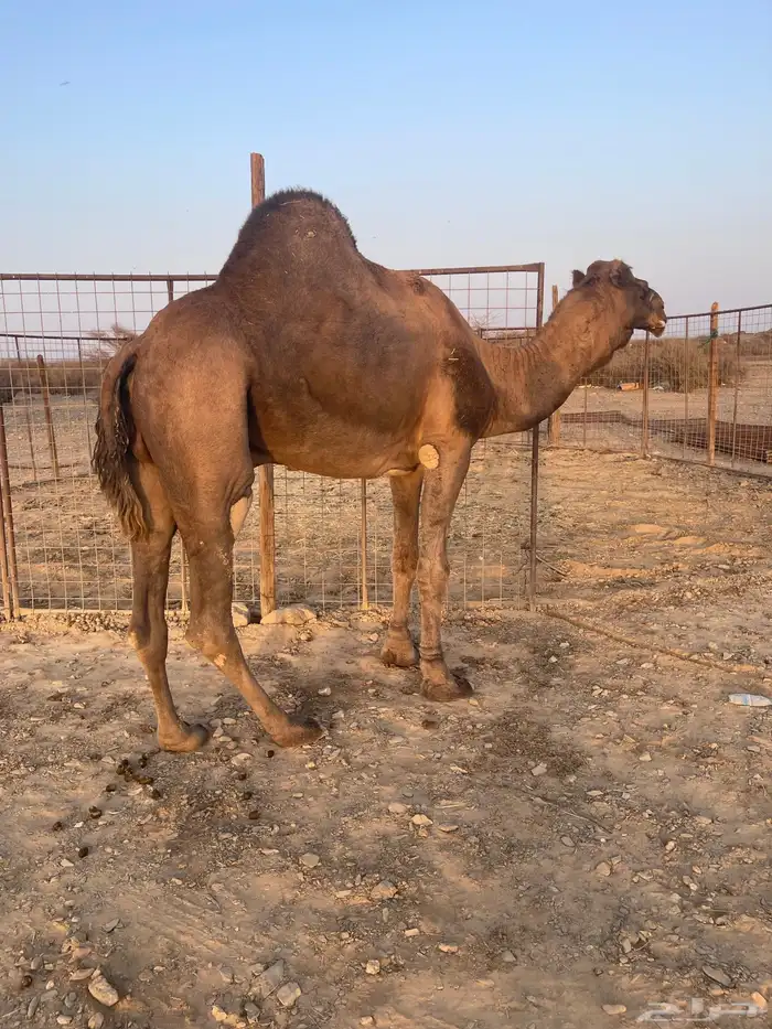 جمل احمر ادهم 5