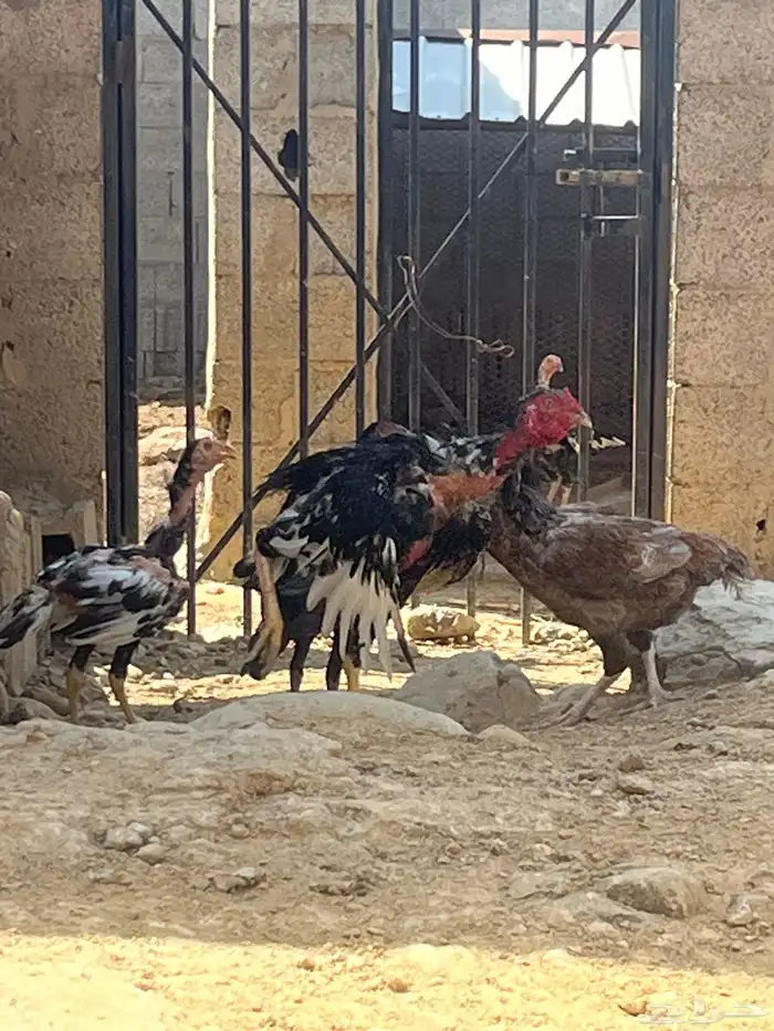 دجاج باكستاني دم صافي 3