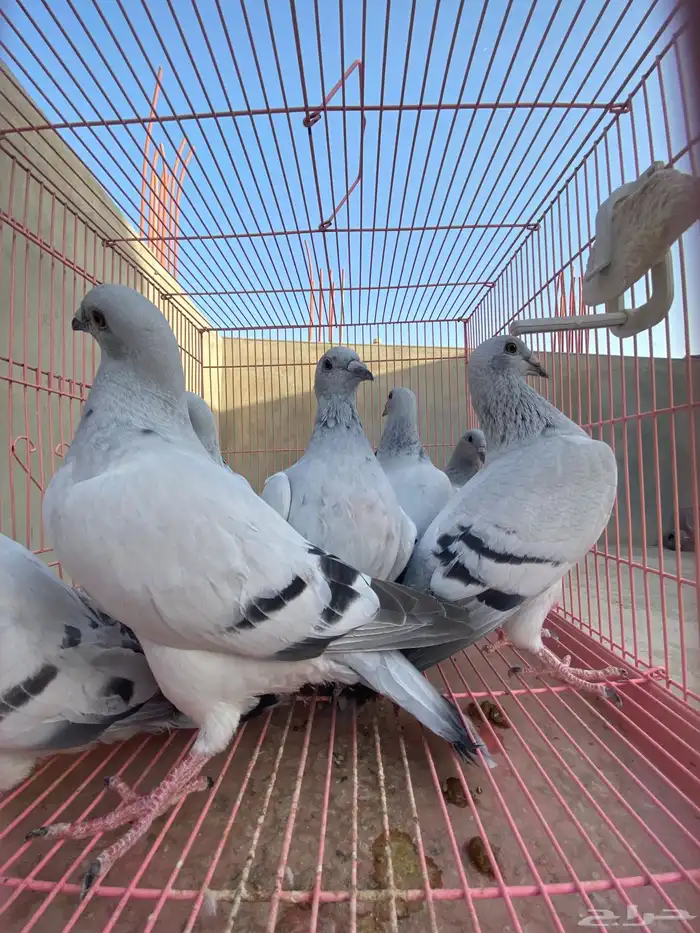 للبيع حمام ايس فاخر حجم جامبو 6