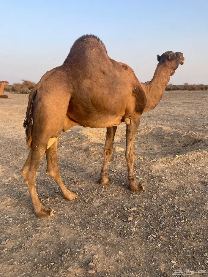 جمل احمر ادهم 3