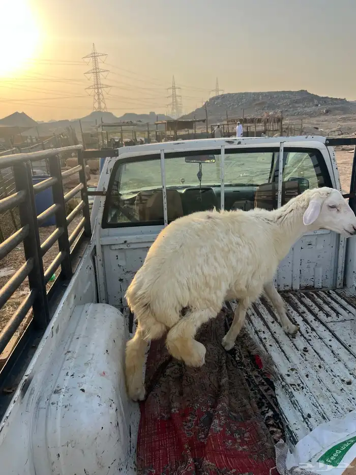 طلي ((تم البيع )) 0