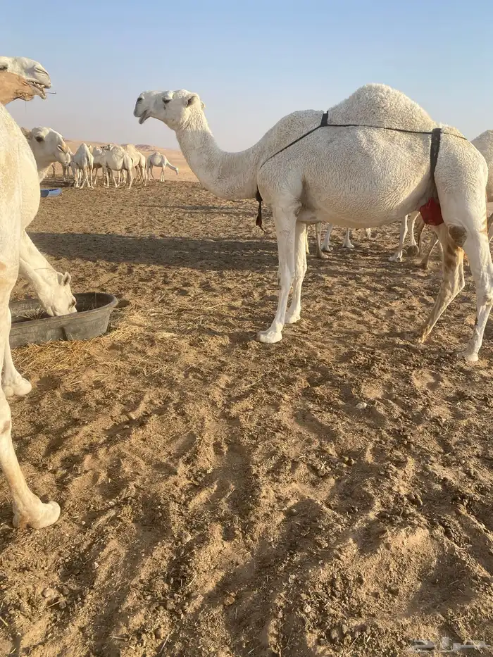 بعير اوضح 1