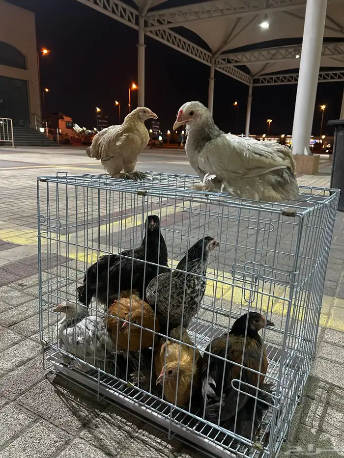 دجاج براهما طقم 2