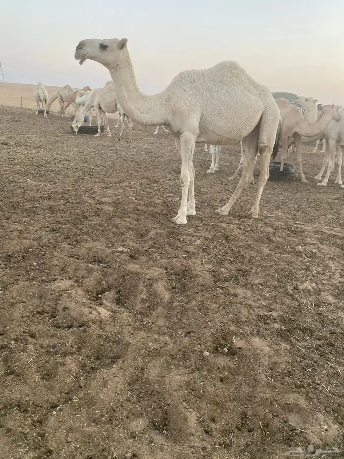 بعير اوضح 7