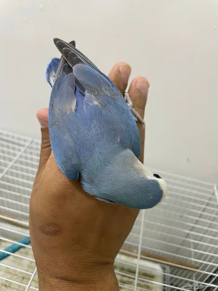 روز 4