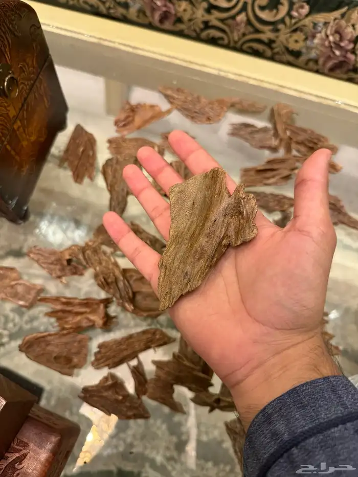 عود كمبودي مشروط 7