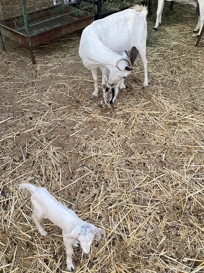 عنز بيشيه خلفه معها 2 2