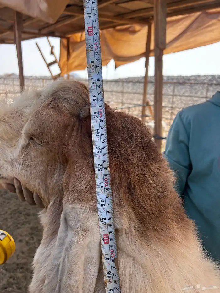 فحل هولندي 11