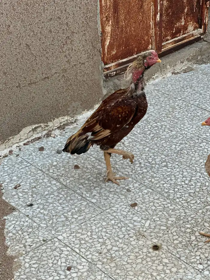 دجاج باكستاني 8