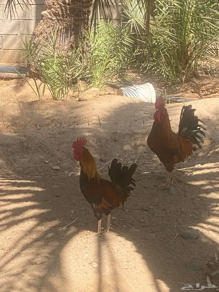 ديك للبيع ديك بلدي 2