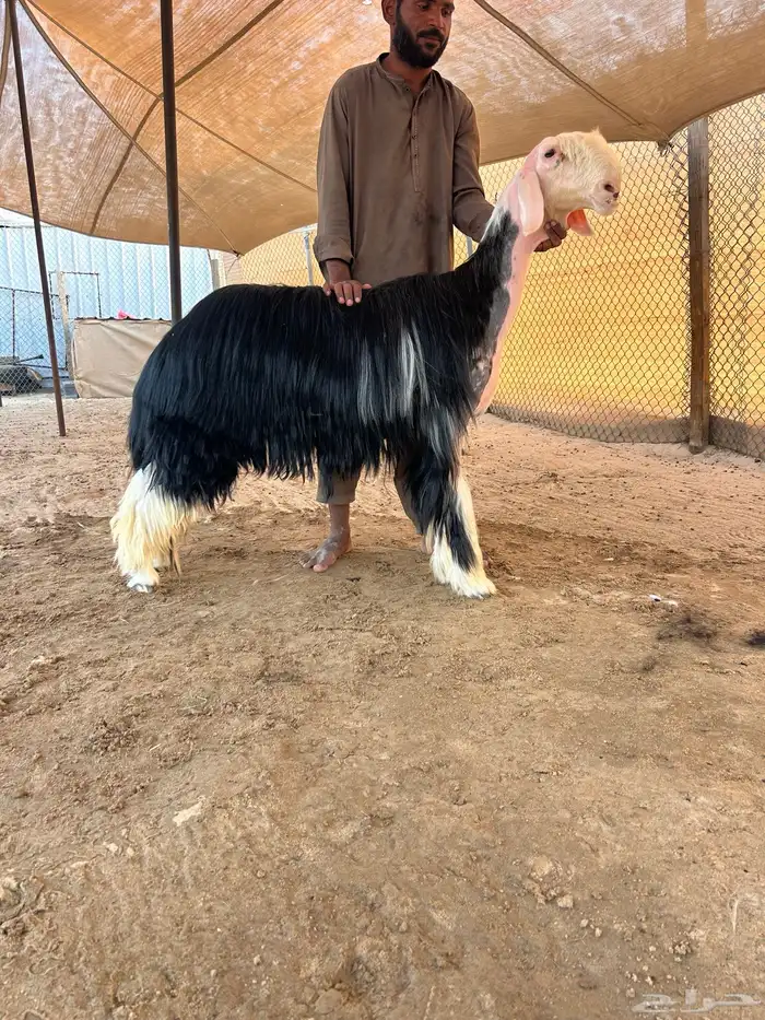 ثنيه خصم 0