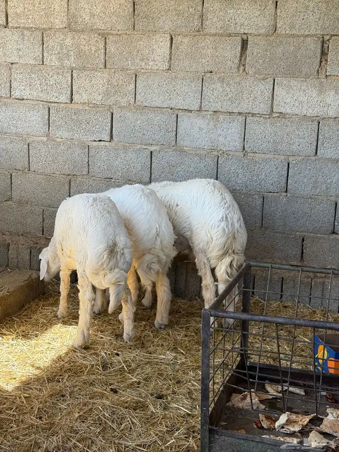 طليان حرية جبر وسط لباني 12