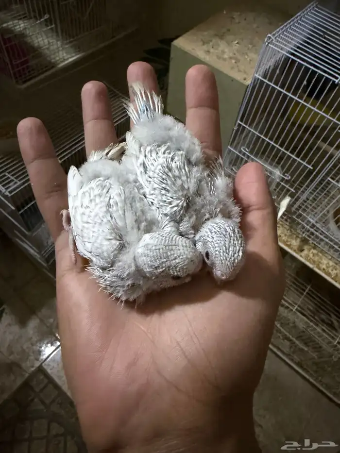 فروخ بادجي 4