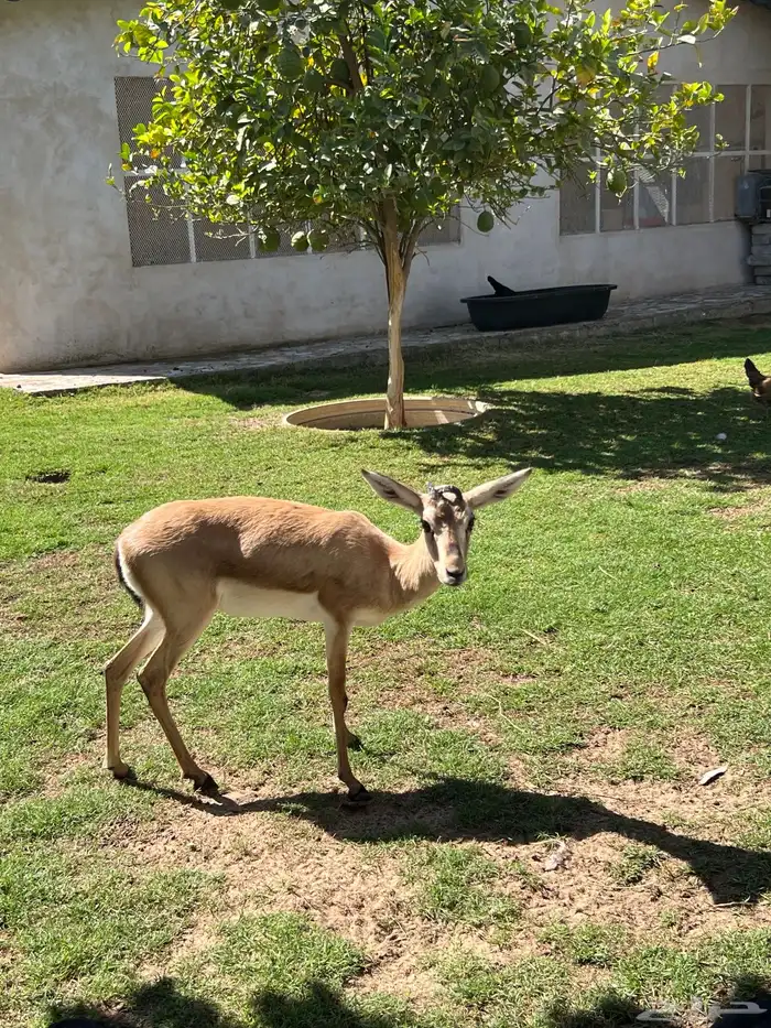 للبيع ريم عربي 2