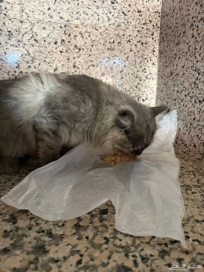 قطط 0