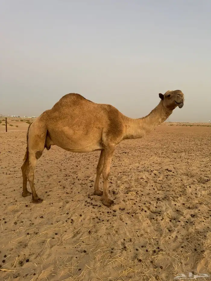 ناقه 0